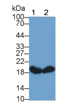 Invitrogen Cofilin Monoclonal Antibody (C12), Invitrogen 20 &mu;L; Unconjugated:Antibodies,