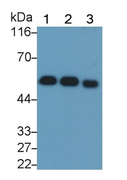 Invitrogen GC Monoclonal Antibody (D4), Invitrogen 20 &mu;L; Unconjugated:Antibodies,