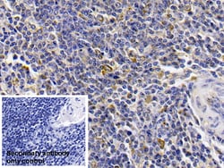 Invitrogen alpha-1 Antitrypsin Monoclonal Antibody (H8), Invitrogen 20
