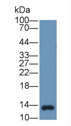 Invitrogen Gastrin Monoclonal Antibody (C25), Invitrogen 20 &mu;L; Unconjugated:Antibodies,