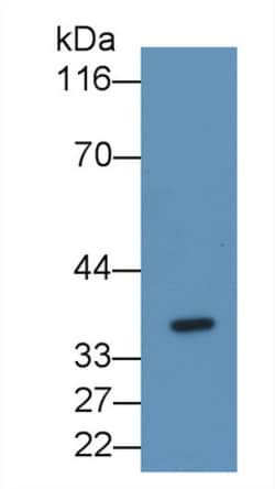 FGL1 Monoclonal Antibody (C7), Invitrogen:Antibodies:Primary Antibodies