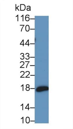Invitrogen ProANP Monoclonal Antibody (C6), Invitrogen 200 &mu;L; Unconjugated:Antibodies,