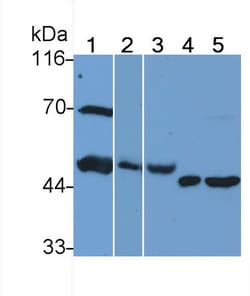 HPa1 Monoclonal Antibody (C3), Invitrogen&trade;