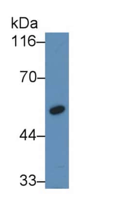 Factor IX Monoclonal Antibody (C23), Invitrogen:Antibodies:Primary Antibodies