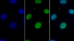 Invitrogen HDAC1 Monoclonal Antibody (E31), Invitrogen 20 &mu;L; Unconjugated:Antibodies,