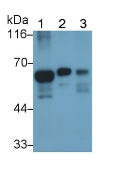 Invitrogen HDAC1 Monoclonal Antibody (E31), Invitrogen 20 &mu;L; Unconjugated:Antibodies,