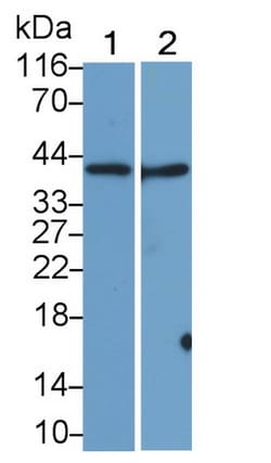 Invitrogen SIGLEC7 Monoclonal Antibody (D5), Invitrogen 200 &mu;L; Unconjugated:Antibodies,