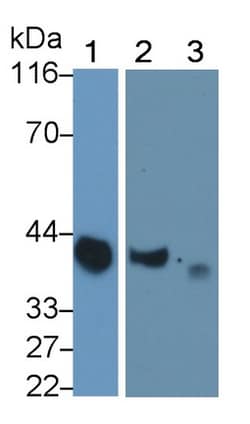 Invitrogen Apolipoprotein J Monoclonal Antibody (D19), Invitrogen 20 &mu;L;