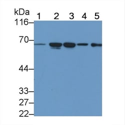 Invitrogen TMPRSS2 Monoclonal Antibody (C1), Invitrogen:Antibodies:Primary