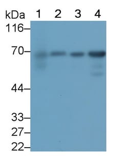 PLS3 Monoclonal Antibody (C4), Invitrogen:Antibodies:Primary Antibodies