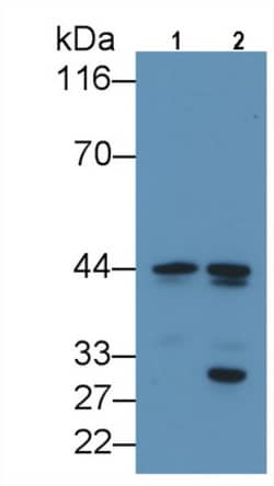 Invitrogen C/EBP alpha Monoclonal Antibody (C1), Invitrogen 20 &mu;L; Unconjugated:Antibodies,