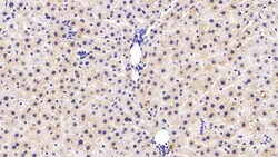 Invitrogen COMT Monoclonal Antibody (C4), Invitrogen 200 &mu;L; Unconjugated:Antibodies,