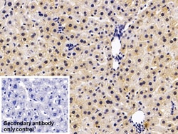 Invitrogen COMT Monoclonal Antibody (C4), Invitrogen 200 &mu;L; Unconjugated:Antibodies,
