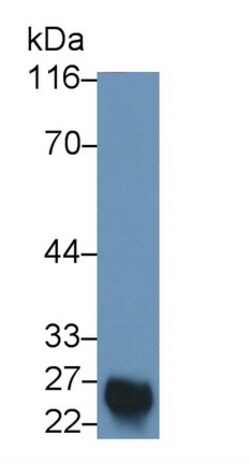 Invitrogen COMT Monoclonal Antibody (C4), Invitrogen 200 &mu;L; Unconjugated:Antibodies,