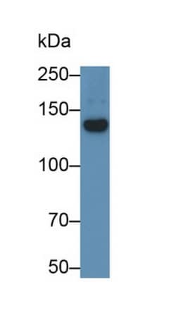 Invitrogen SEMA5A Monoclonal Antibody (C3), Invitrogen 20 &mu;L; Unconjugated:Antibodies,