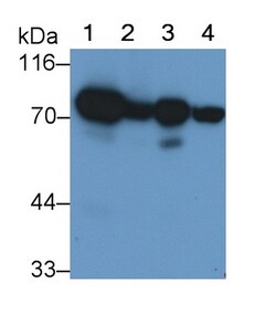 Invitrogen SDHA Monoclonal Antibody (D1), Invitrogen 20 &mu;L; Unconjugated:Antibodies,