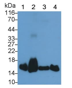 SOD1 Monoclonal Antibody (C1), Invitrogen:Antibodies:Primary Antibodies