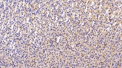 CCK Monoclonal Antibody (C7), Invitrogen:Antibodies:Primary Antibodies