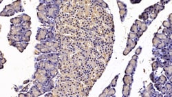 CCK Monoclonal Antibody (C7), Invitrogen:Antibodies:Primary Antibodies