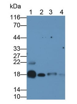CCK Monoclonal Antibody (C7), Invitrogen:Antibodies:Primary Antibodies