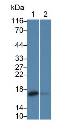 CRABP2 Monoclonal Antibody (C1), Invitrogen:Antibodies:Primary Antibodies