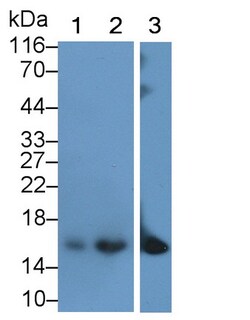 CRABP2 Monoclonal Antibody (C1), Invitrogen:Antibodies:Primary Antibodies