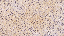 FDPS Monoclonal Antibody (C1), Invitrogen:Antibodies:Primary Antibodies