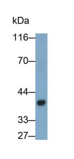 FDPS Monoclonal Antibody (C1), Invitrogen:Antibodies:Primary Antibodies