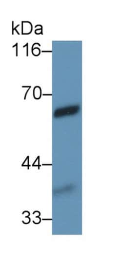 Invitrogen VNN1 Monoclonal Antibody (C2), Invitrogen 20 &mu;L; Unconjugated:Antibodies,