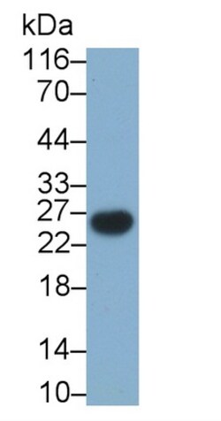 Invitrogen CD3g Monoclonal Antibody (D13), Invitrogen 200 &mu;L; Unconjugated:Antibodies,