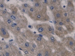 HAMP Monoclonal Antibody (C2), Invitrogen:Antibodies:Primary Antibodies