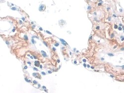 Elastin Monoclonal Antibody (C4), Invitrogen:Antibodies:Primary Antibodies