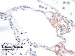 Invitrogen Elastin Monoclonal Antibody (C4), Invitrogen 20 &mu;L; Unconjugated:Antibodies,