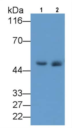 Elastin Monoclonal Antibody (C4), Invitrogen:Antibodies:Primary Antibodies