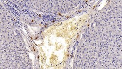 Tryptase Monoclonal Antibody (C2), Invitrogen:Antibodies:Primary Antibodies
