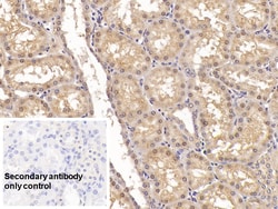 Invitrogen ACVR2A Monoclonal Antibody (C1), Invitrogen 20 &mu;L; Unconjugated:Antibodies,