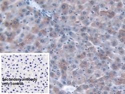 Invitrogen ORM1 Monoclonal Antibody (C8), Invitrogen 200 &mu;L; Unconjugated:Antibodies,