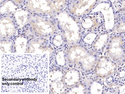 Invitrogen SHH Monoclonal Antibody (D6), Invitrogen 20 &mu;L; Unconjugated:Antibodies,
