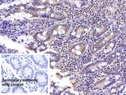 Invitrogen SHH Monoclonal Antibody (D6), Invitrogen 20 &mu;L; Unconjugated:Antibodies,