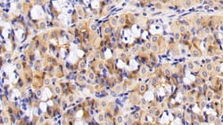Invitrogen Aquaporin 4 Monoclonal Antibody (C1), Invitrogen 20 &mu;L; Unconjugated:Antibodies,