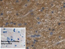 Invitrogen Aquaporin 4 Monoclonal Antibody (C1), Invitrogen 20 &mu;L; Unconjugated:Antibodies,