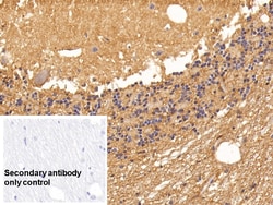 Invitrogen Aquaporin 4 Monoclonal Antibody (C1), Invitrogen 20 &mu;L; Unconjugated:Antibodies,
