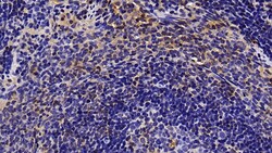 CCL3 Monoclonal Antibody (C6), Invitrogen:Antibodies:Primary Antibodies