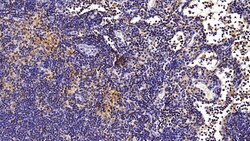 CCL3 Monoclonal Antibody (C6), Invitrogen:Antibodies:Primary Antibodies