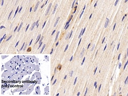 Invitrogen CCL3 Monoclonal Antibody (C6), Invitrogen 200 &mu;L; Unconjugated:Antibodies,