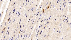 CCL3 Monoclonal Antibody (C6), Invitrogen:Antibodies:Primary Antibodies