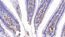 CCL3 Monoclonal Antibody (C6), Invitrogen:Antibodies:Primary Antibodies