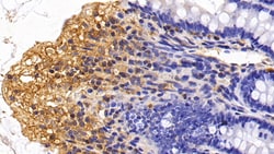 CCL3 Monoclonal Antibody (C6), Invitrogen:Antibodies:Primary Antibodies