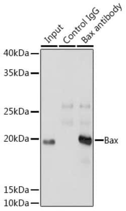 Invitrogen Bax Recombinant Rabbit Monoclonal Antibody (5O0G8) 100 &mu;L;