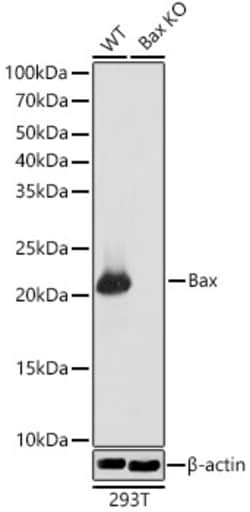 Invitrogen Bax Recombinant Rabbit Monoclonal Antibody (5O0G8) 100 &mu;L;